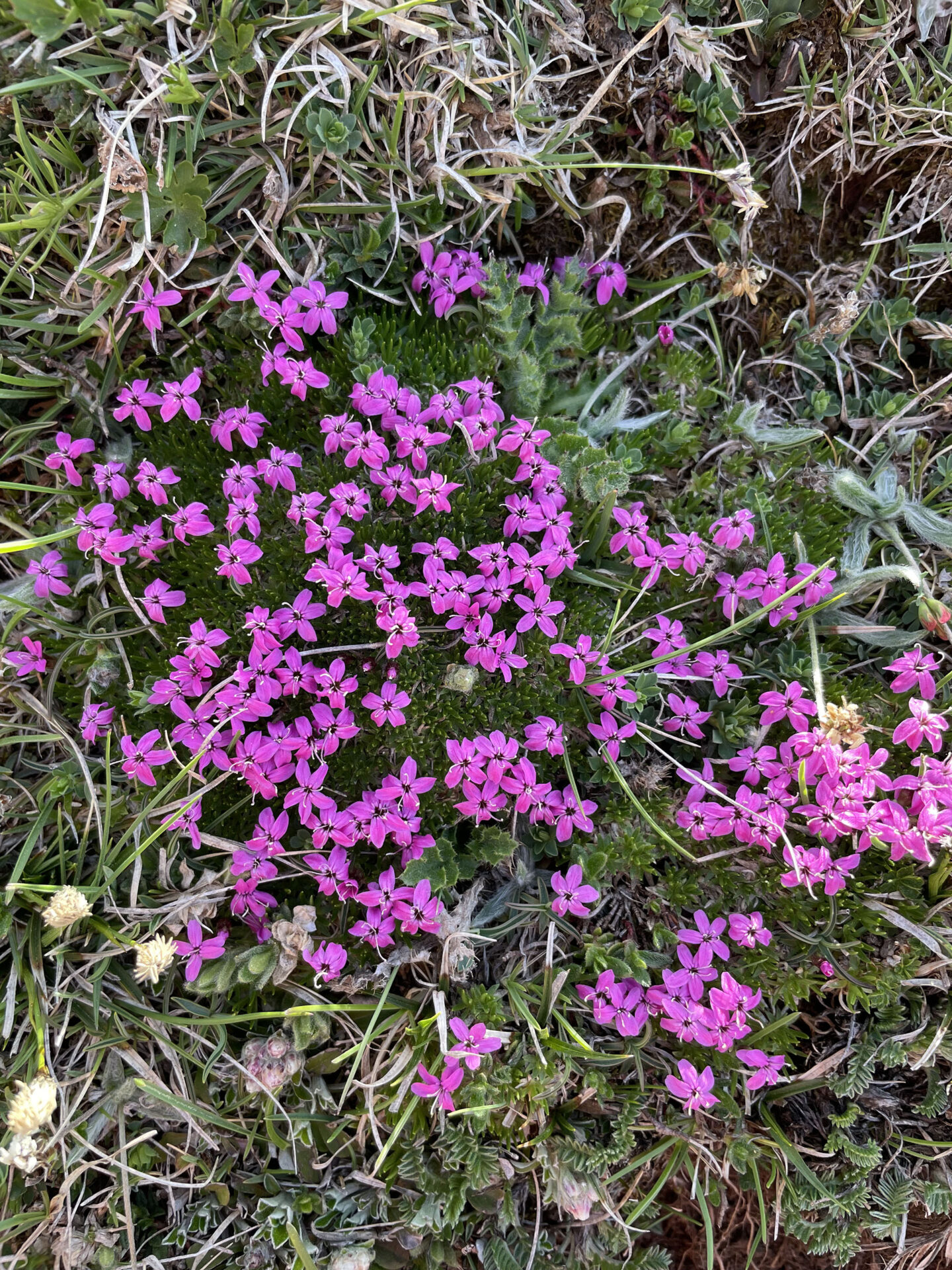 Silene acaulis