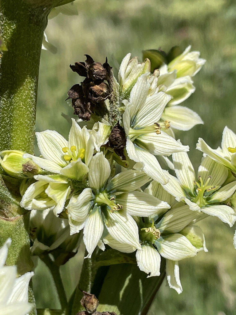 Veratrum album