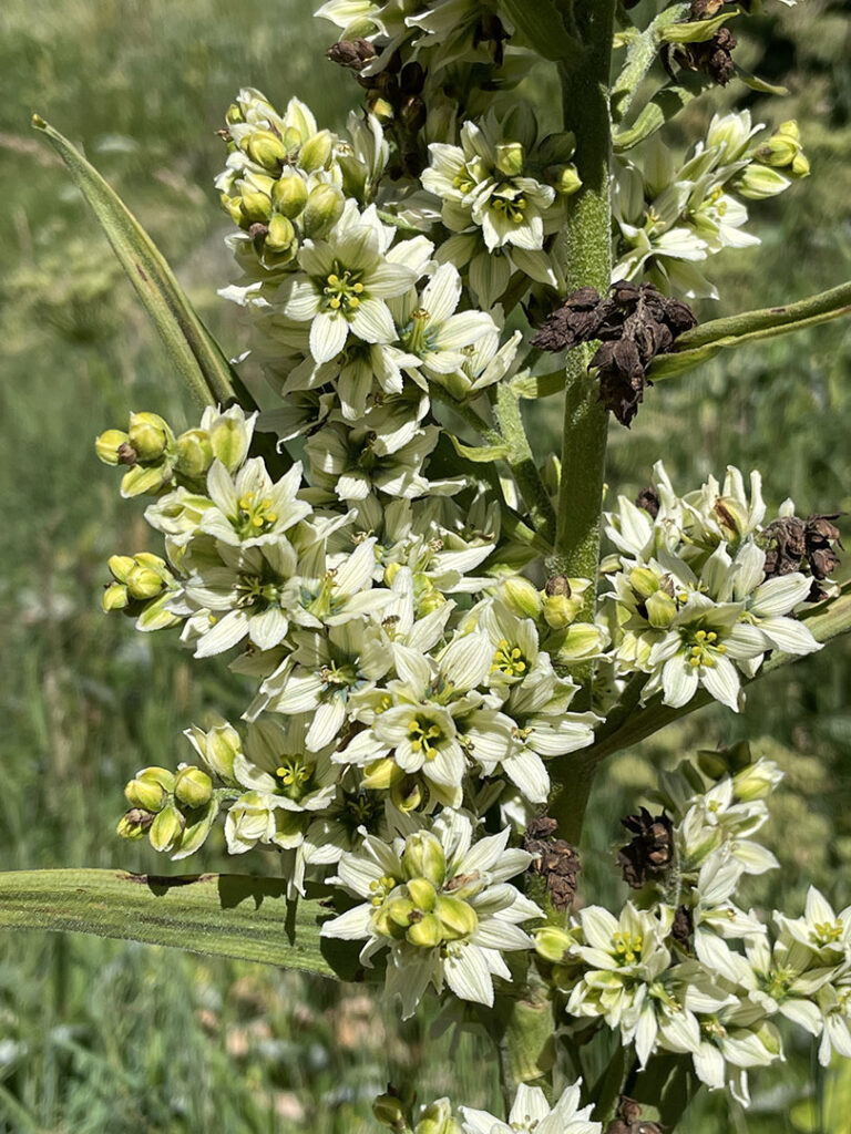 Veratrum album