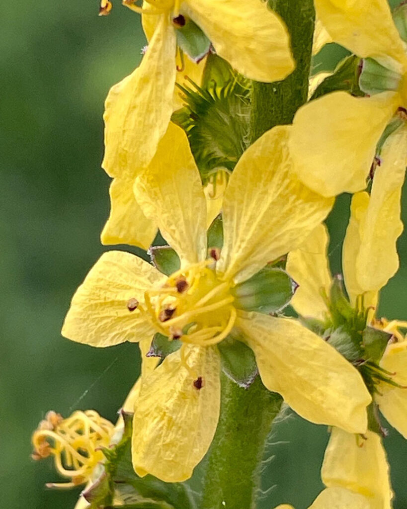 Agrimonia eupatoria