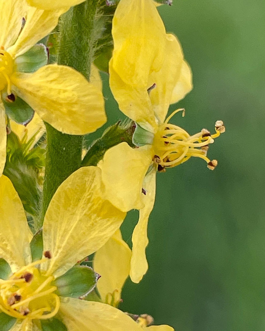 Agrimonia eupatoria