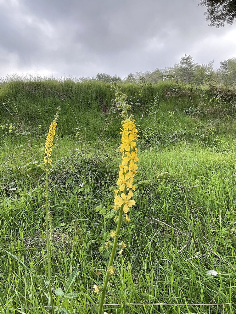 Agrimonia eupatoria