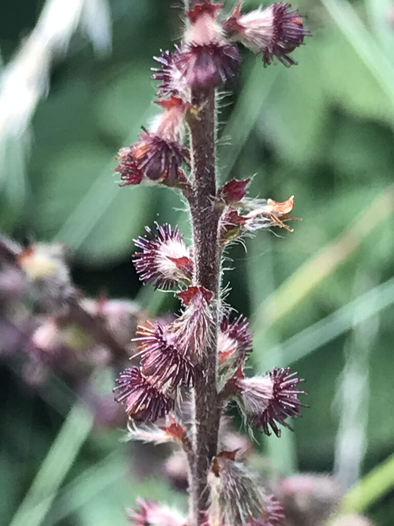 Agrimonia eupatoria