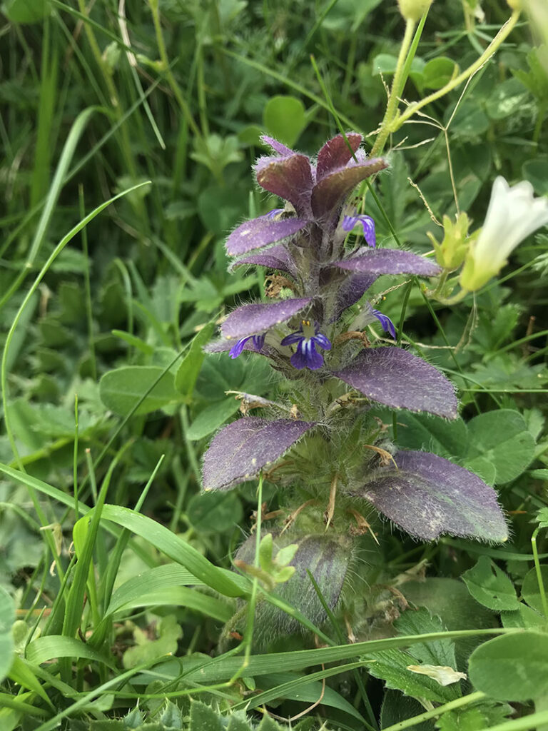 Ajuga pyramidalis