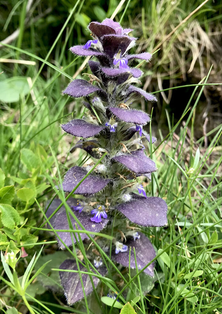 Ajuga pyramidalis