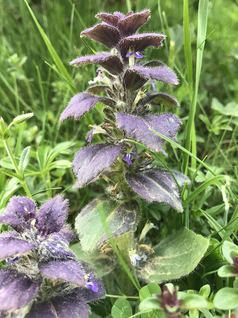 Ajuga pyramidalis