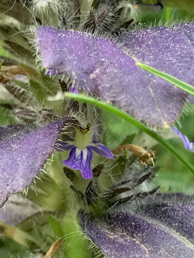 Ajuga pyramidalis