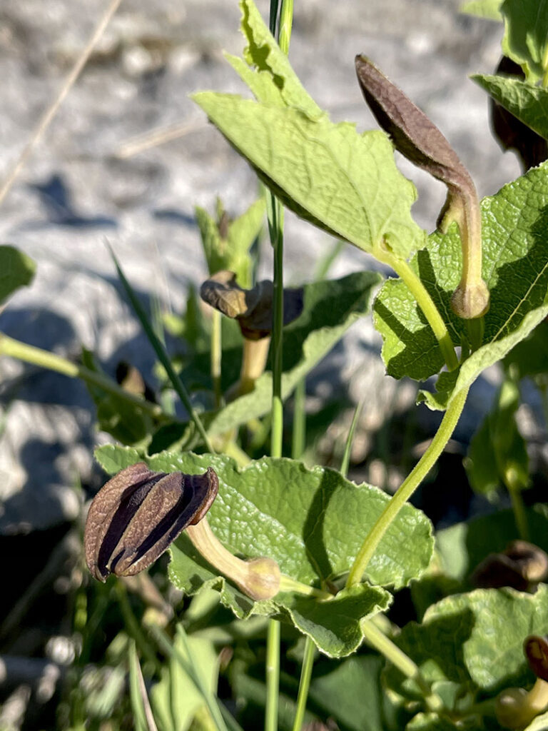 Aristolochia pistolochia