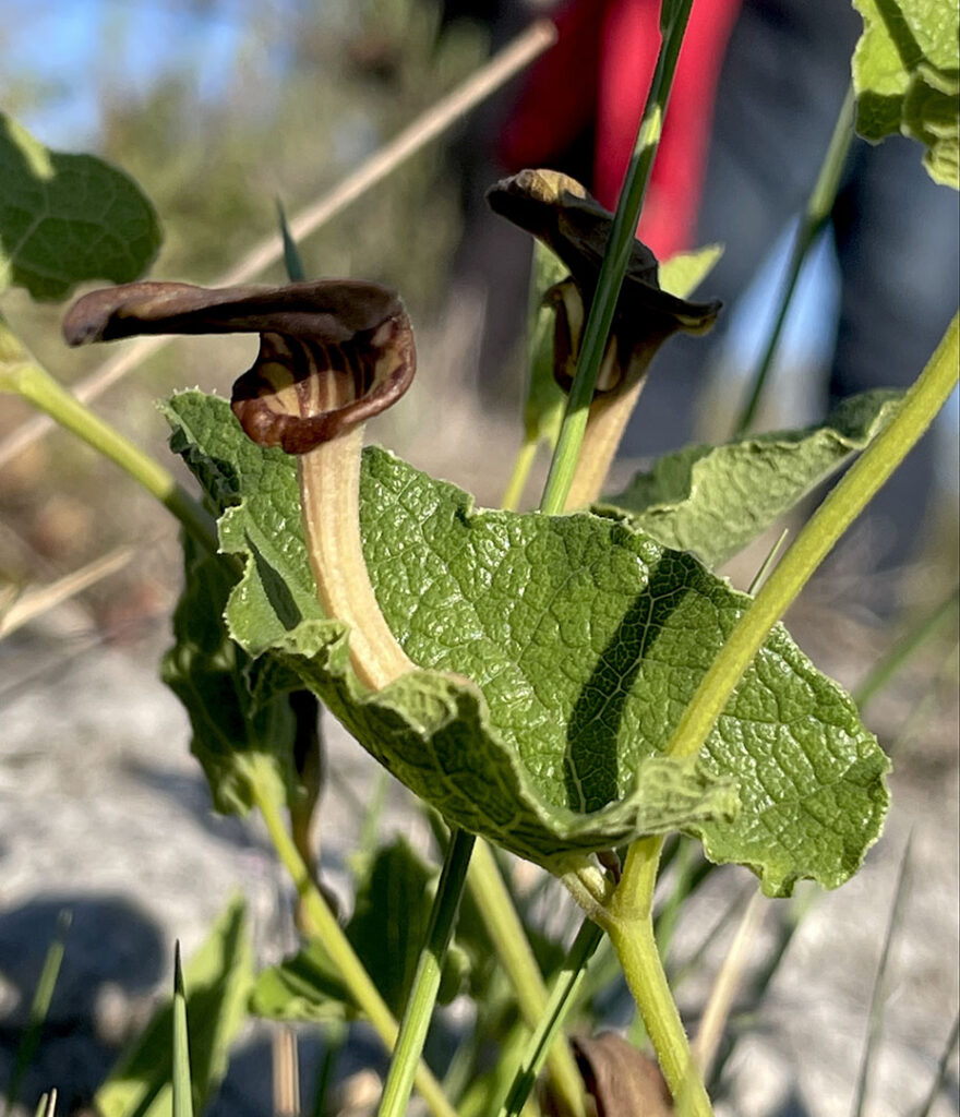 Aristolochia pistolochia