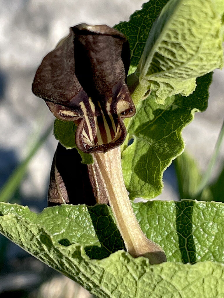 Aristolochia pistolochia