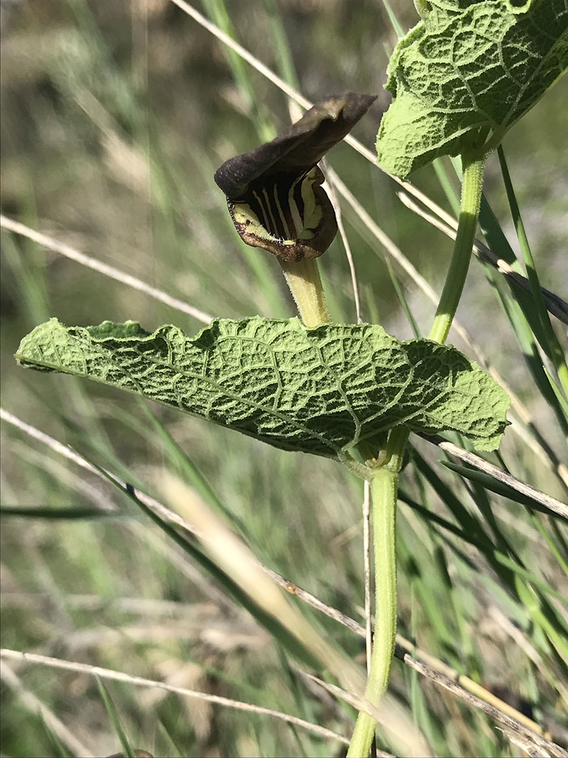 Aristolochia pistolochia