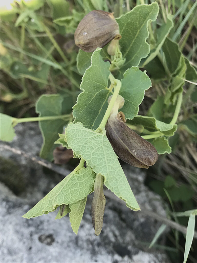 Aristolochia pistolochia