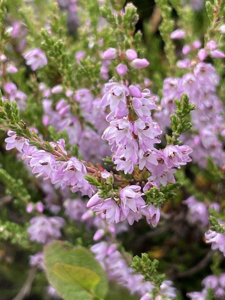 Calluna vulgaris