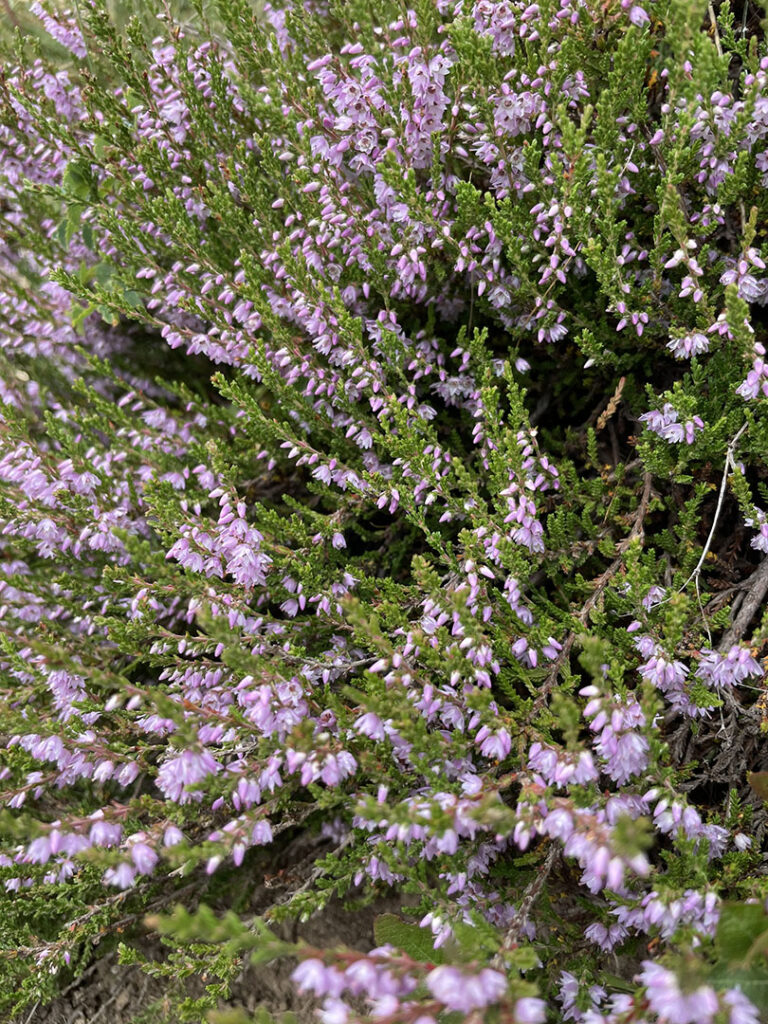 Calluna vulgaris