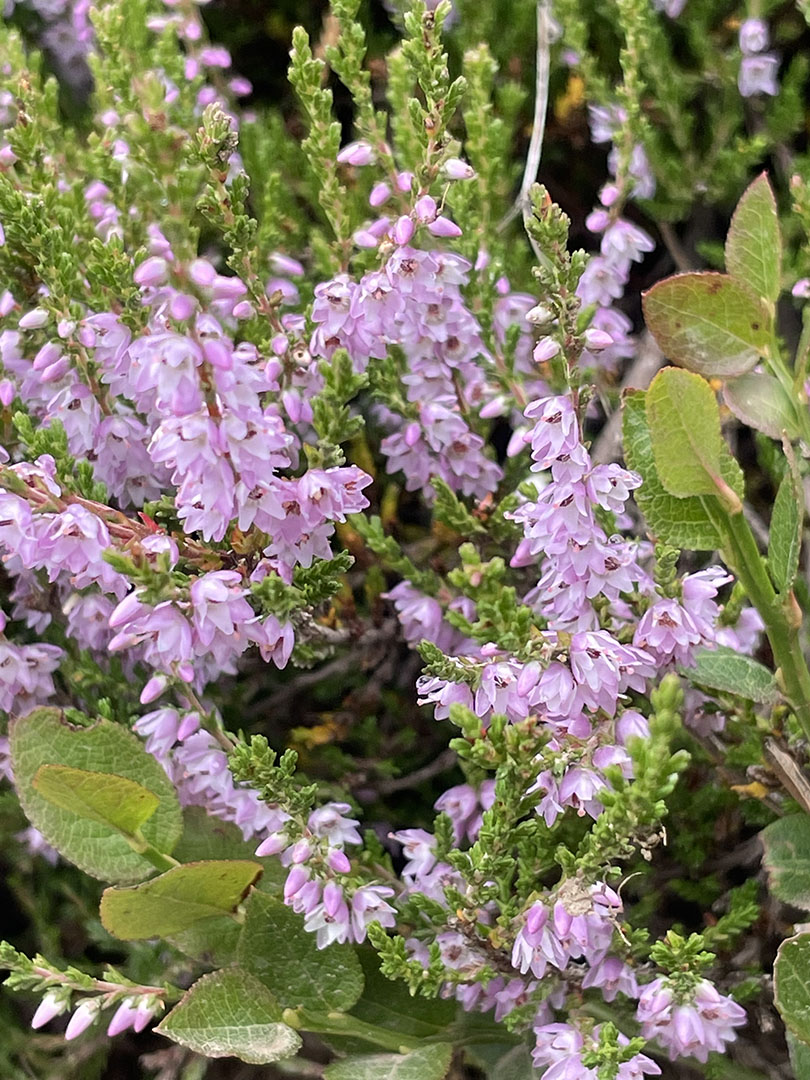 Calluna vulgaris