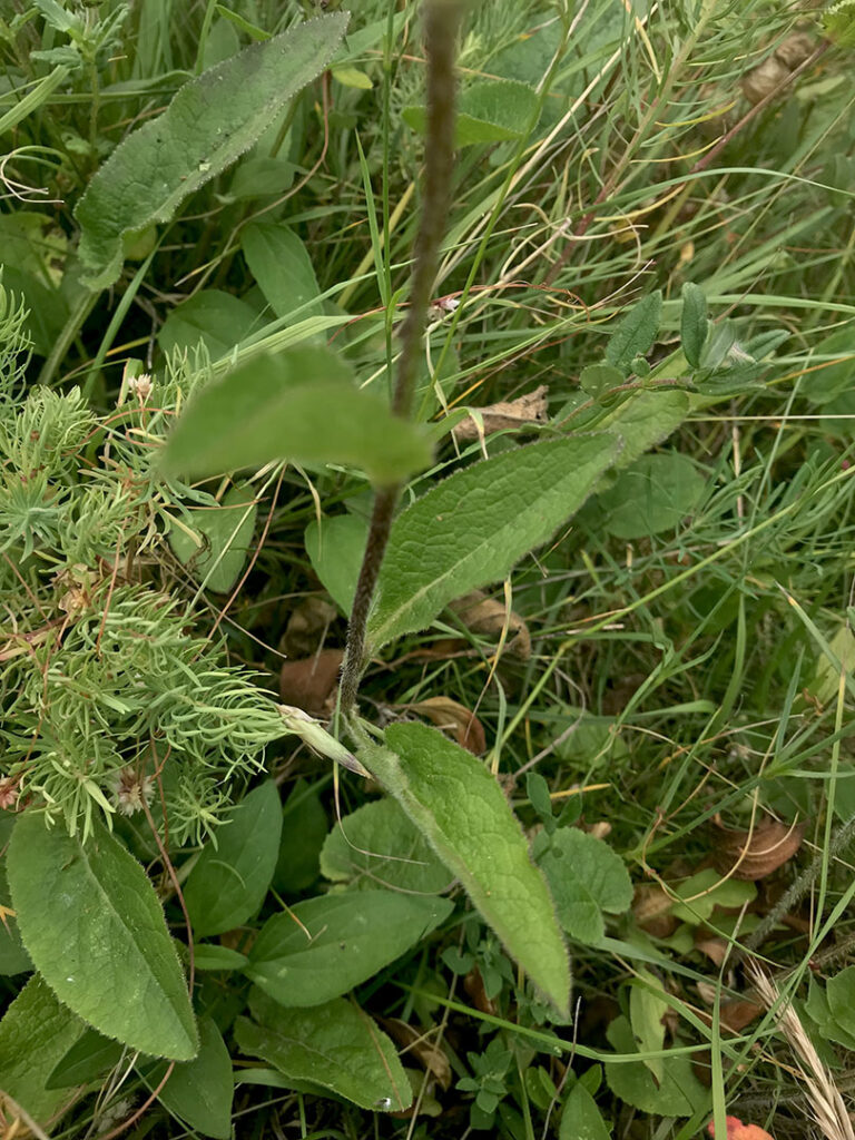 Campanula glomerata