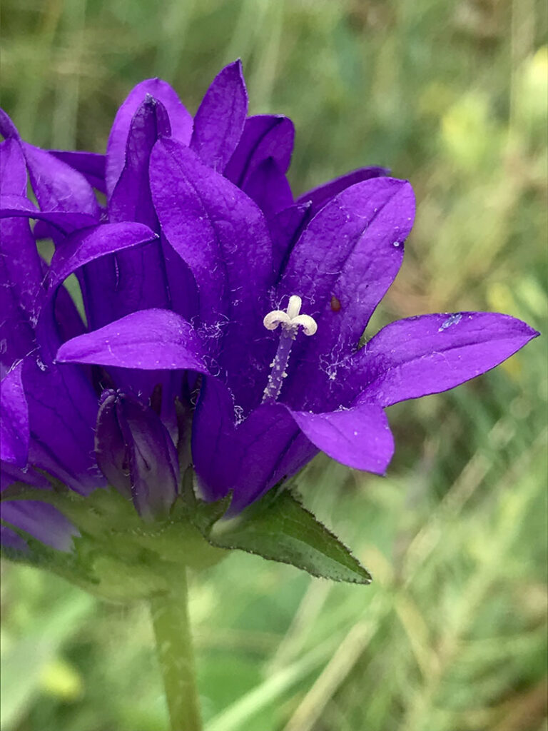 Campanula glomerata