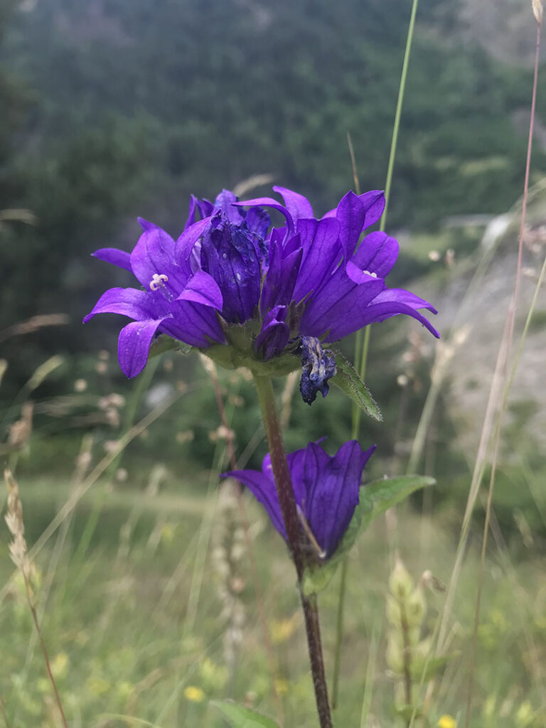 Campanula glomerata