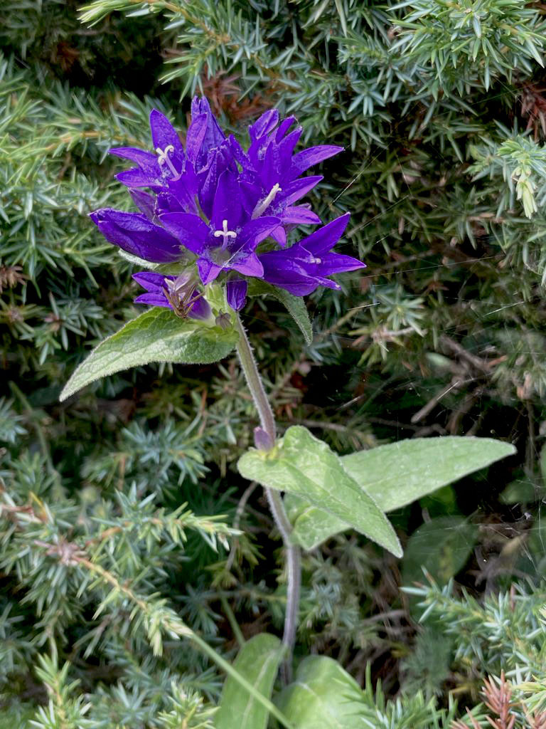 Campanula glomerata