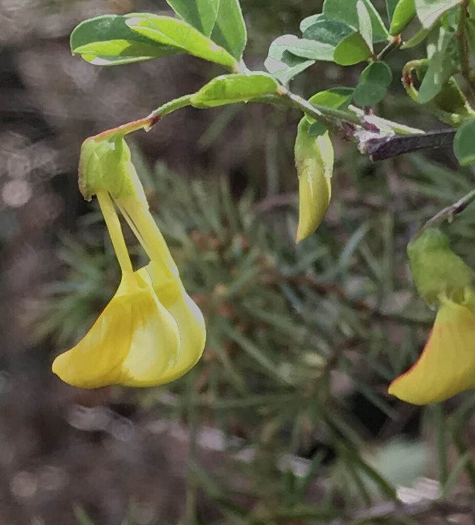 Coronilla emerus