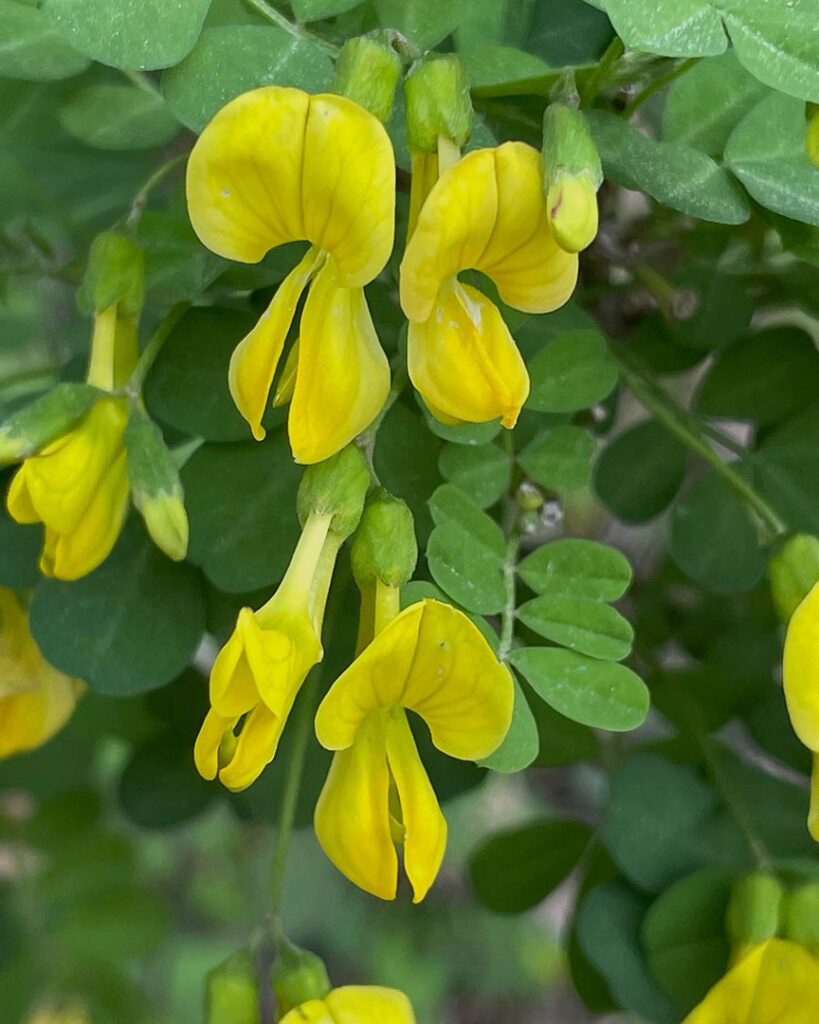 Coronilla emerus