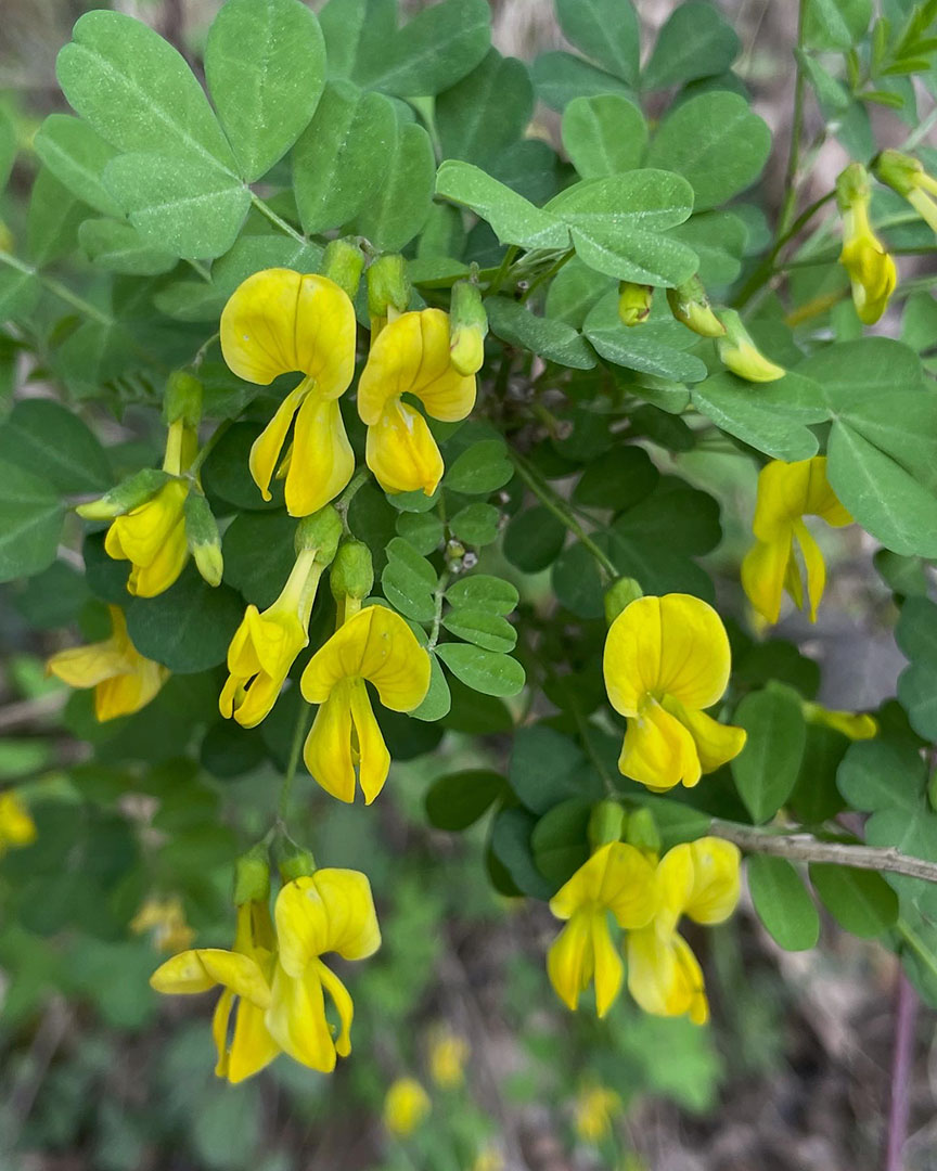 Coronilla emerus