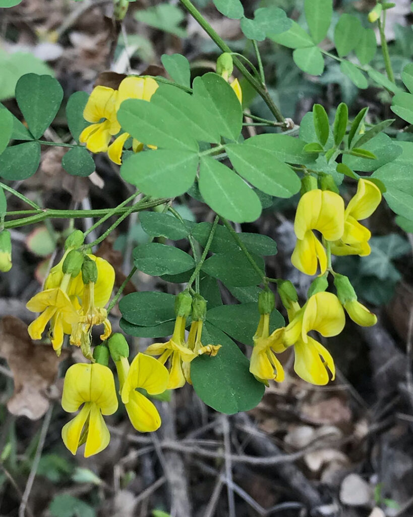 Coronilla emerus