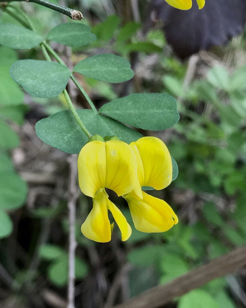 Coronilla emerus