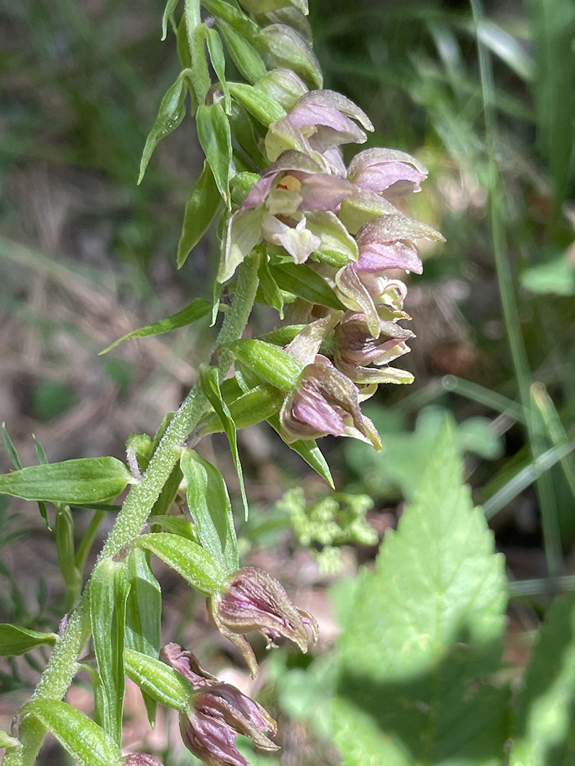 Epipactis helleborine