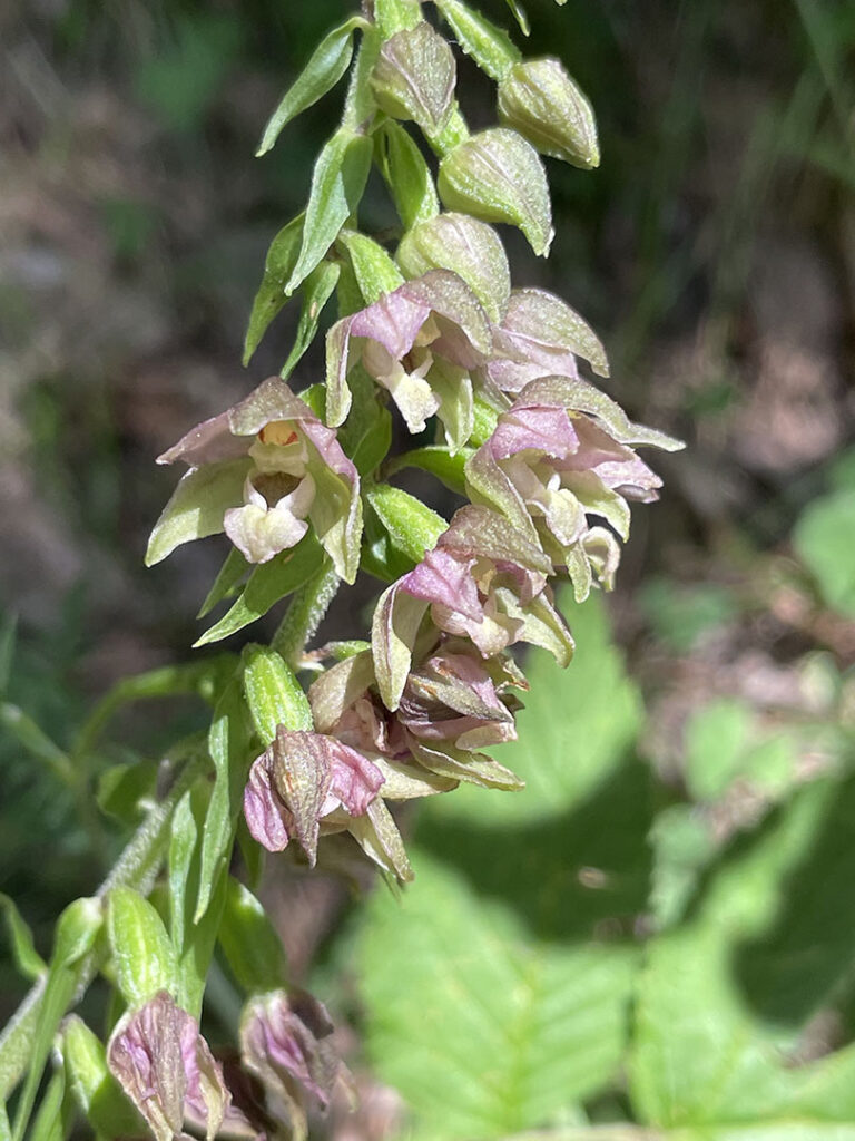 Epipactis helleborine