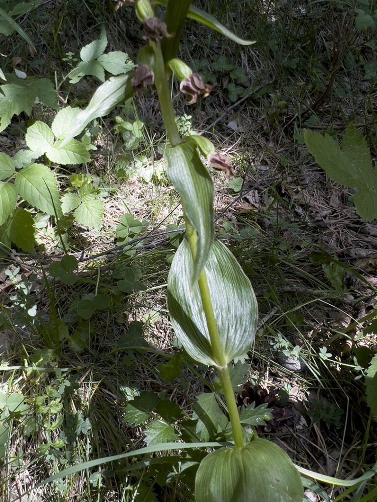 Epipactis helleborine