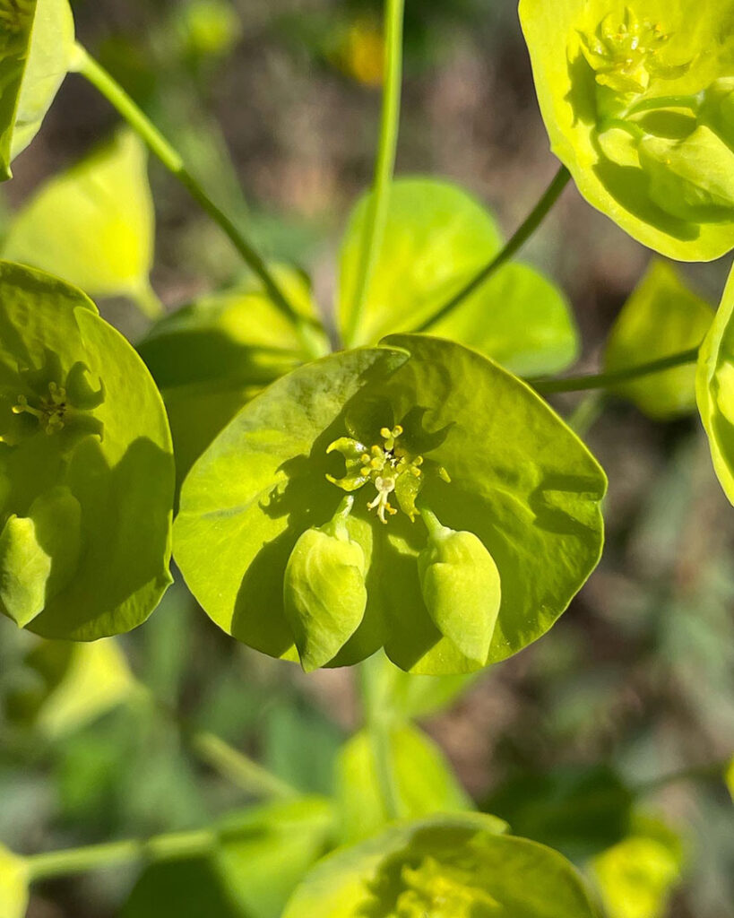 Euphorbia amygdaloides