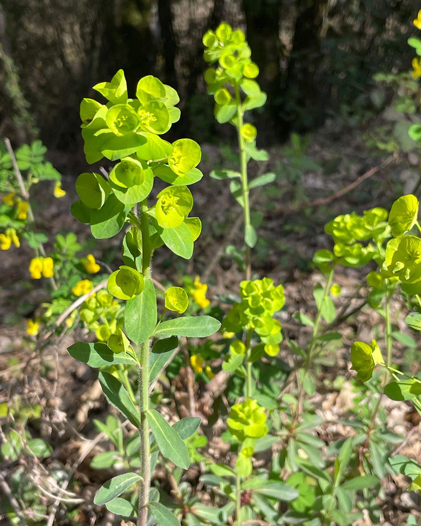 Euphorbia amygdaloides