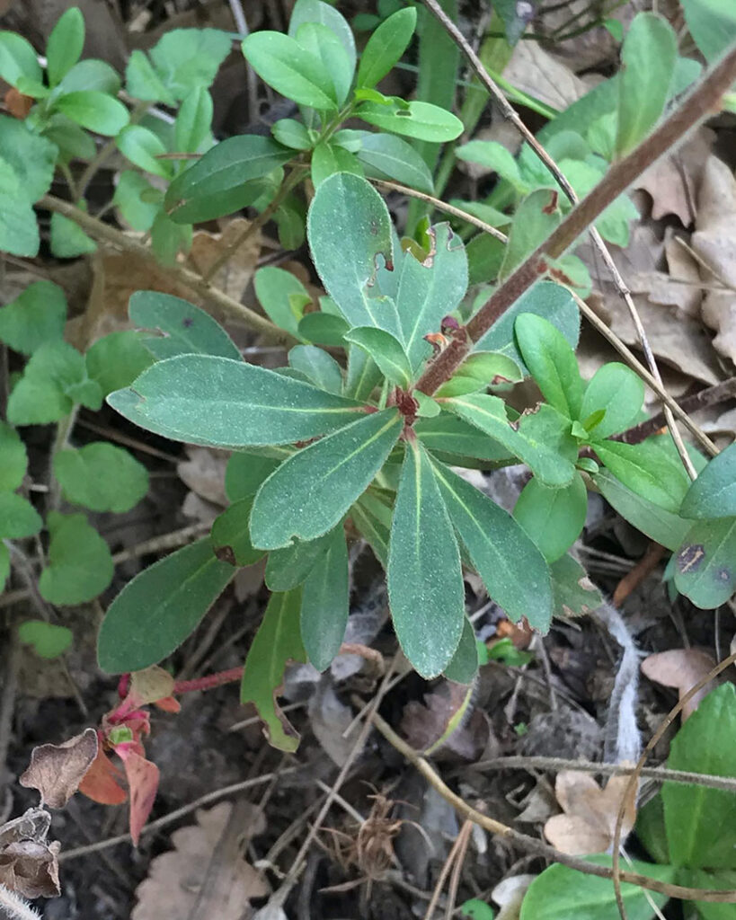 Euphorbia amygdaloides