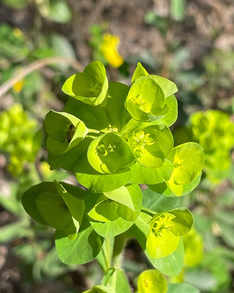 Euphorbia amygdaloides