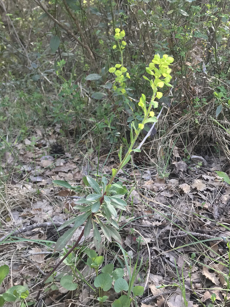 Euphorbia amygdaloides