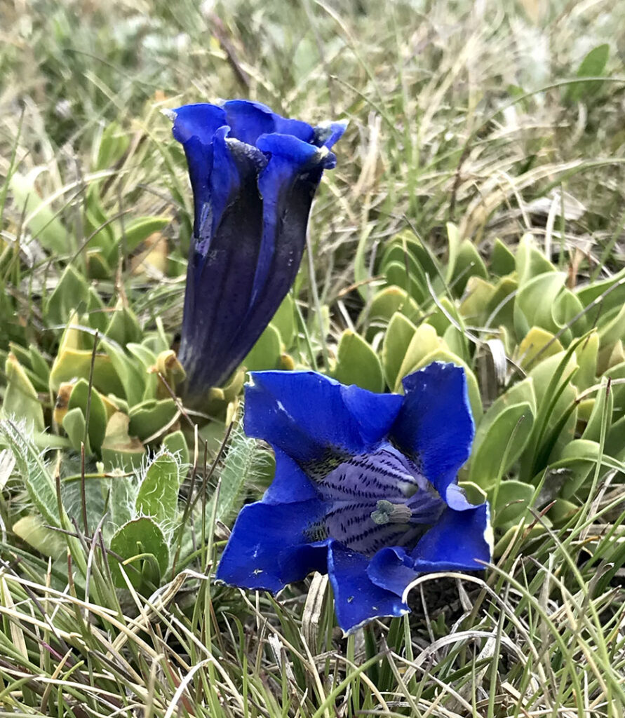 Gentiana acaulis subsp. alpina