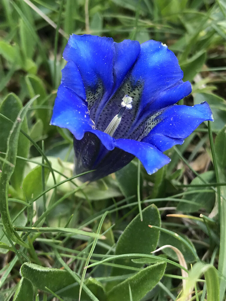 Gentiana acaulis subsp.alpina