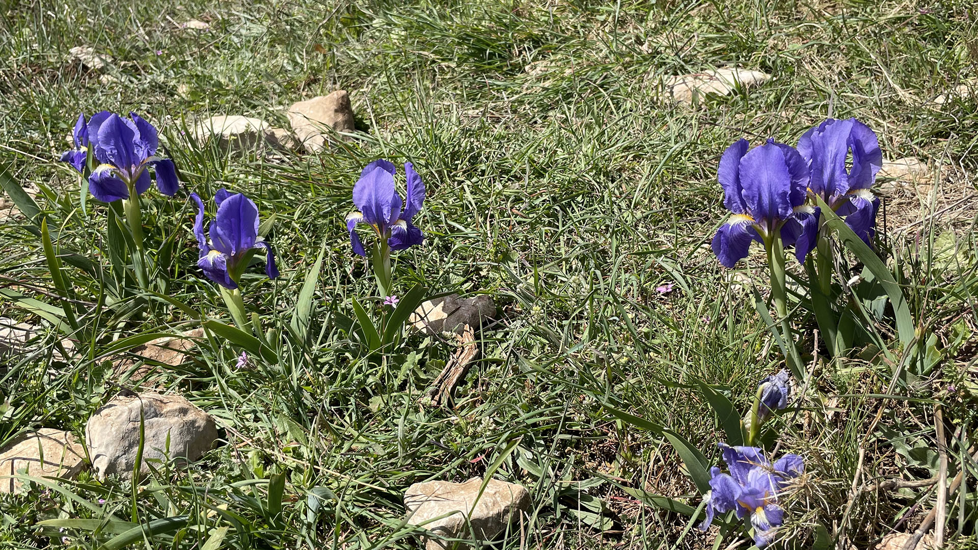 Iris lutescens