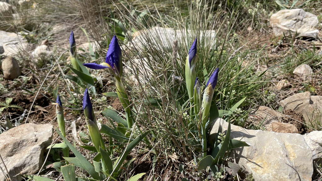 Iris lutescens
