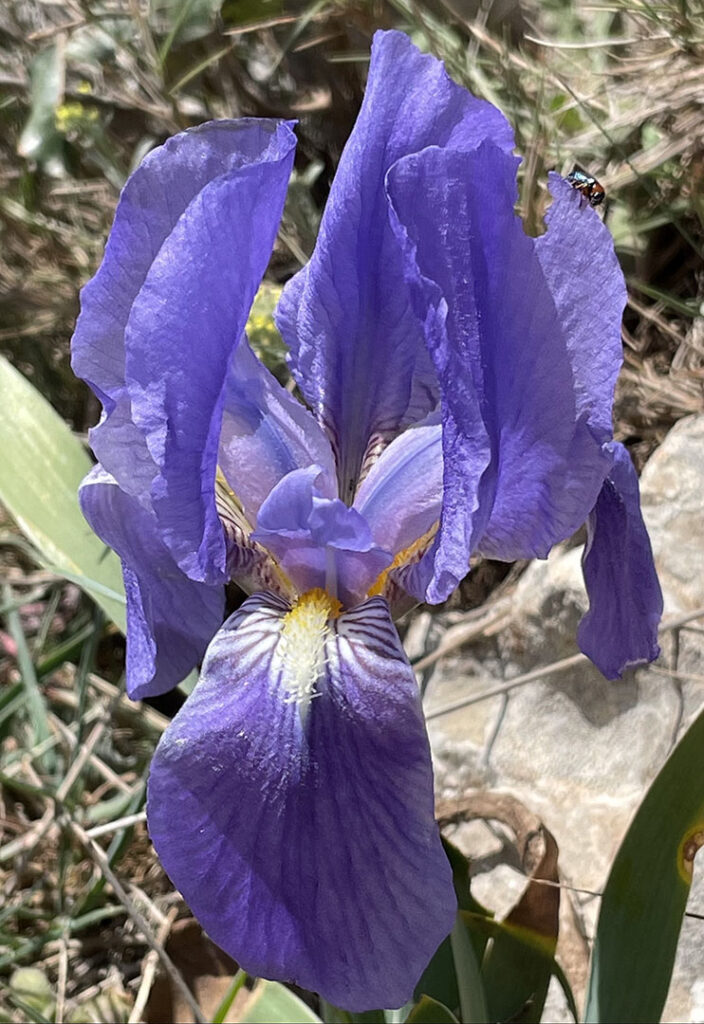 Iris lutescens