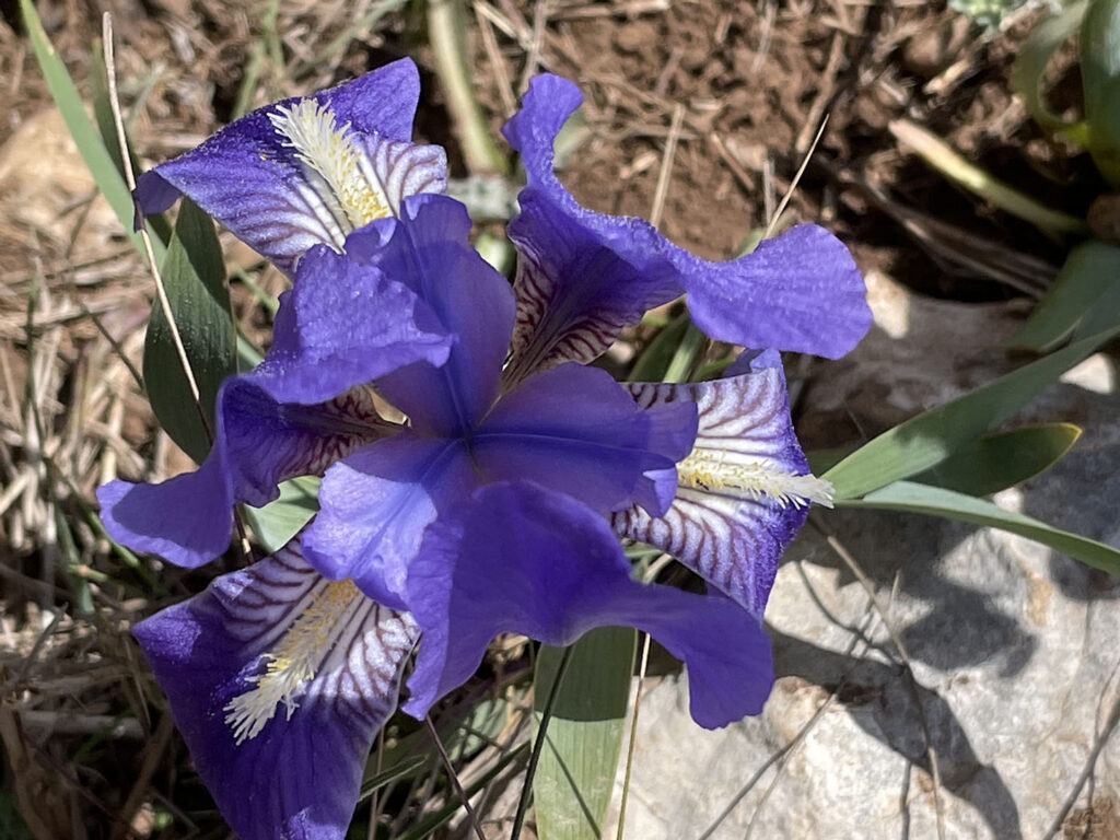 Iris lutescens