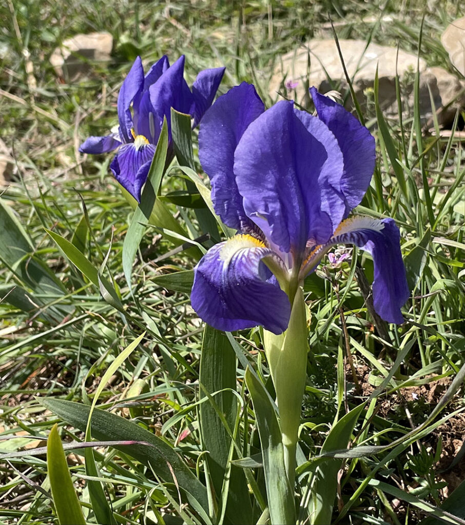 Iris lutescens