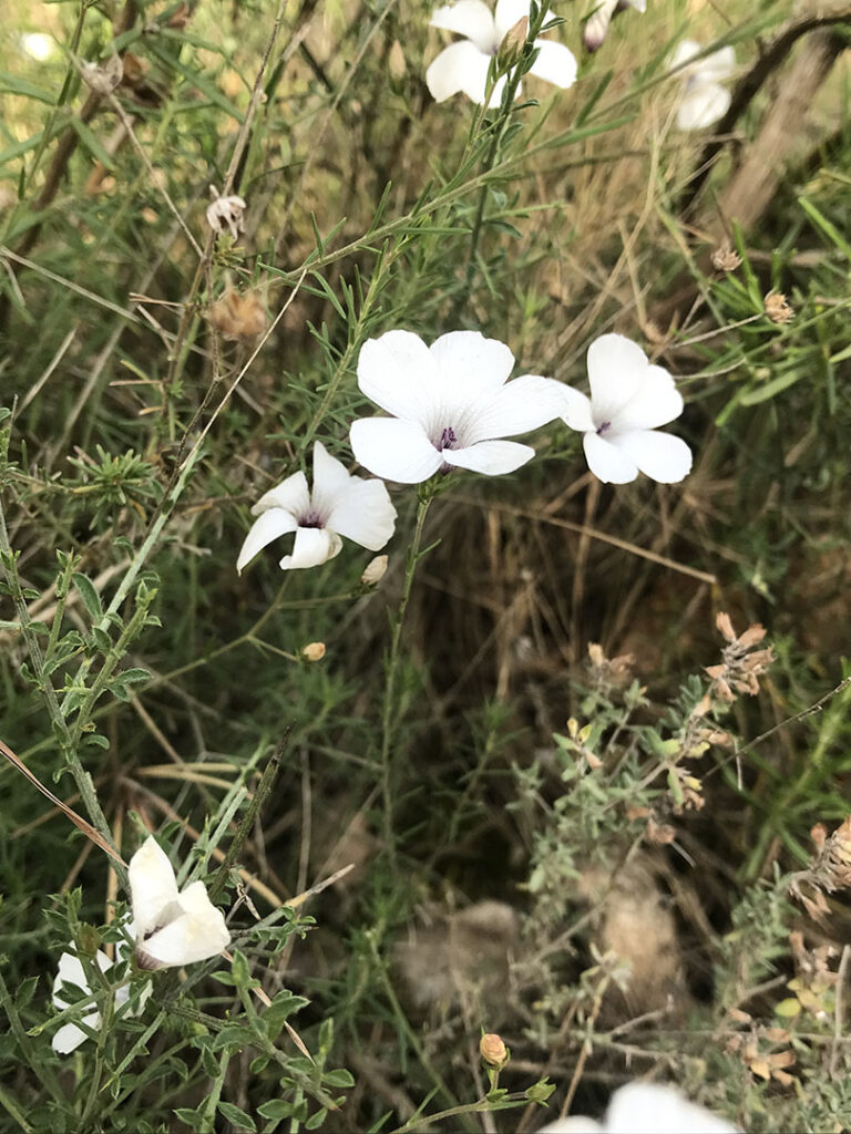 Linum tenuifolium