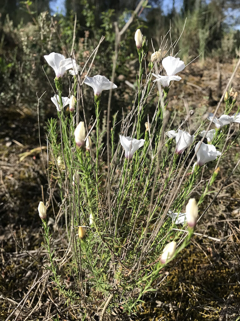 Linum tenuifolium