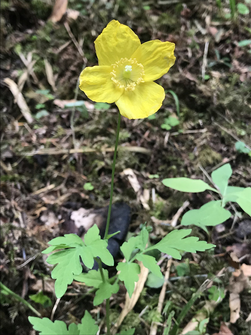 Meconopsis cambrica