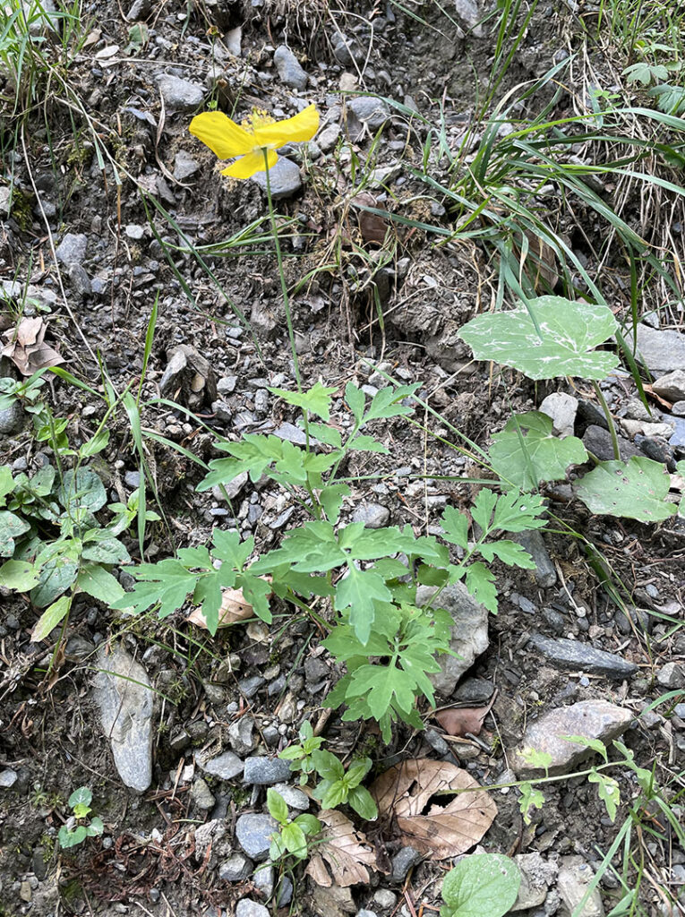 Meconopsis cambrica