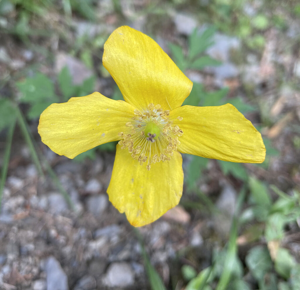 Meconopsis cambrica