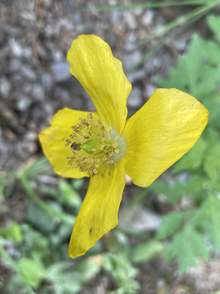 Meconopsis cambrica