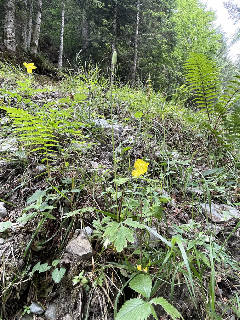 Meconopsis cambrica